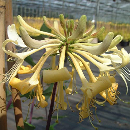 Plant Theory 60cm Honeysuckle Cane Lonicera periclymenum Graham Thomas Yellow Flowering Vine Climbing Plant 3L Pot
