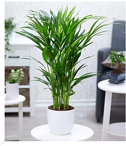 BALDUR Garten 1x Areca Palme ca. 60-70 cm hoch, Pflanze im 17 cm-Topf