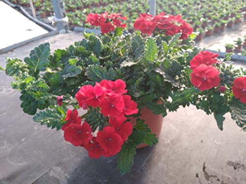 Verbena Pack 6 Plantas Naturales (VERBENA HORTENSIS) maceta de 13 cm