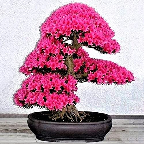 Haloppe 40 Stücke Kirschblüten Blumen Pflanzen Samen für Hausgarten Pflanzen, Sakura Samen Bonsai Kirschblüten Samen Sakura-Samen