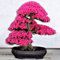 Haloppe 40 Stücke Kirschblüten Blumen Pflanzen Samen für Hausgarten Pflanzen, Sakura Samen Bonsai Kirschblüten Samen Sakura-Samen