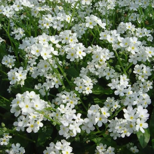 300 pcs Vergiss Mein Nicht Samen - Myosotis Sylvatica - blumenbeet steingartenpflanzen winterhart Vergissmeinnicht Samen, stauden winterhart mehrjährig Blumen Samen Mehrjährige, Kübelpflanzen