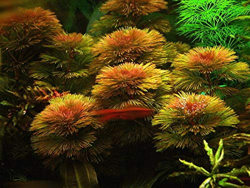 Cabomba Piauhyensis - Aquarium Seeds: Only Seeds
