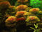 Cabomba Piauhyensis - Aquarium Seeds: Only Seeds