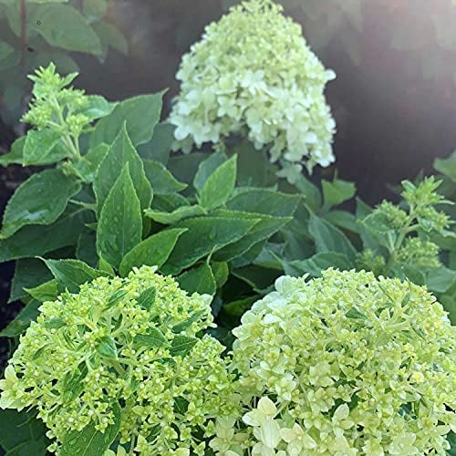 Zwerg-Rispenhortensie Little Spooky reinweiß - Hortensie winterhart & mehrjährig - Hydrangea paniculata - 1 Pflanze von Garten Schlüter - Pflanzen in Top Qualität