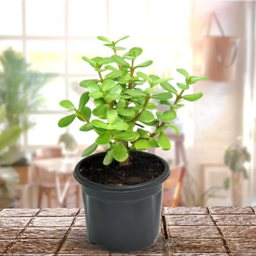 30pieces Green Jade Plant Seeds