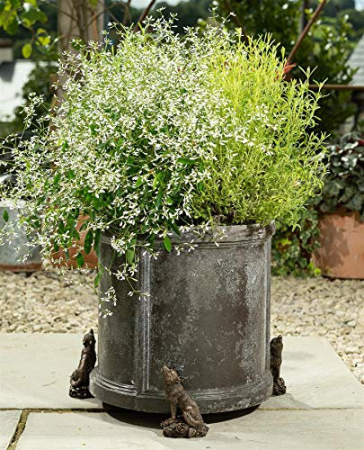 Potty Feet Wolf Figures Plant Pot Feet - Planter Support - Handmade Decorative Ornaments - 3pcs