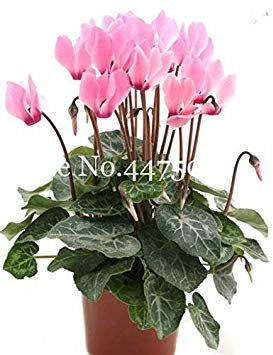 . 50 pc Misti Ciclamino Fiori, Piante in Vaso per Interni, da Fiore perenne pianta Piante Fiore Cyclamen a Balcone Giardino: 11