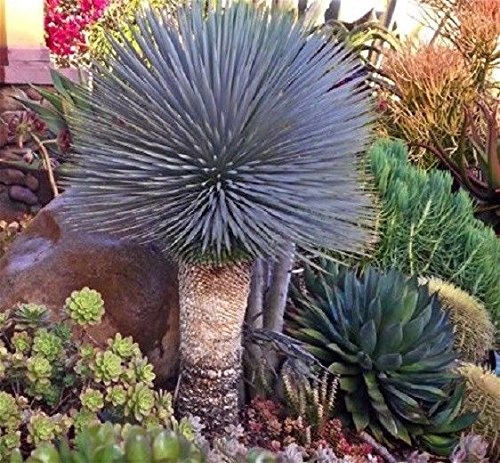 Blue Yucca Rostrata Old Man Lot de 10 graines de yucca exotique rare à feuilles persistantes