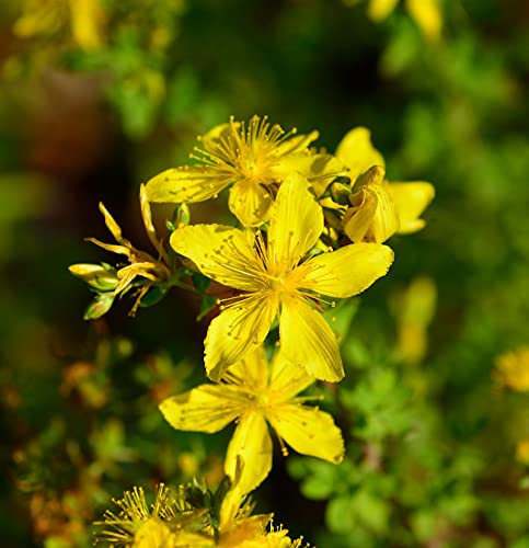 Echtes Johanniskraut - Hypericum perforatum