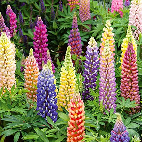 3 x Lupinus Mixed – Architectural Blooms – Cottage Garden Classic – Summer Flowering Bulbs – Perennial – for Your Beautiful Garden