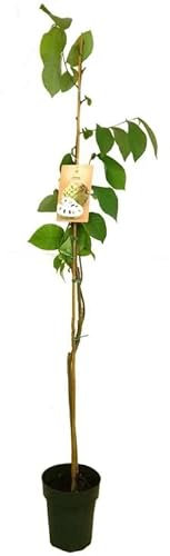 ÁRBOL FRUTAL NATURAL EXÓTICO CHIRIMOYO M23 140-160CM