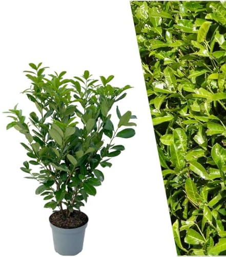 Plants by Frank | 25 Große Kirschlorbeer Pflanzen Rotundifolia für 10 laufende Meter Hecken | ↨ 100-125 cm im 12 Liter Topf | Prunus Rotundifolia | Heckenpflanzen | Sichtschutz garten| Lorbeer Pflanze