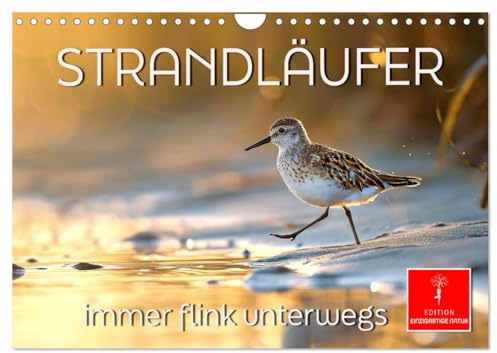 Strandläufer - immer flink unterwegs (Wandkalender 2026 DIN A4 quer), CALVENDO Monatskalender: Liebenswerte Vögelchen - im Laufeifer auf Nahrungssuche (CALVENDO Tiere)