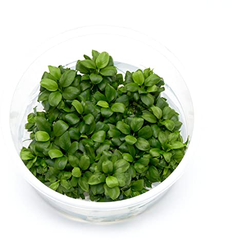 Anubias barteri var. nana petite (Bonsai) - in vitro 8,5cm Bechergröße - in vitro Wasserpflanzen für Aquarien