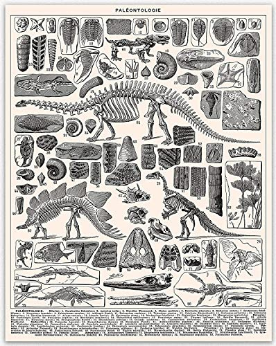 WallBUddy Dinosaur Bone Poster - Posters for Room Aesthetic Dinosaurier Poster Lernposter, Bilder Kinderzimmer für Jungen, Dino Deko Bilder Kinderzimmer | Wandposter Premium (28cm x 43cm)