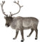 Vivid Arts Rentier - XRL-REIN-C, Grau, M