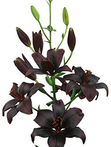 100 Stück Samen der schwarzen Lilie, Blumen Samen für Garten und Balkon,Ideale Garten Pflanzen, Balkon Pflanzen & Kübelpflanzen,100Pcs Black Lily Seeds