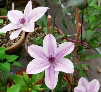 Violet : 100Pcs Clematis Seeds,Clematis Plant Seeds Clematis Florida Thunb Flower Seeds for Garden Home Bonsai Planting