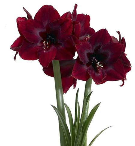 QSTNY-S 2 Dunkelrot Amaryllis Zwiebel Steckzwiebeln Kaufen Weihnachten Amaryllis Zwiebeln Winterhart Mehrjährig Winterharte Pflanzen Garten Balkon Winterharte Zierblumen Hydroponik Blumenzwiebeln