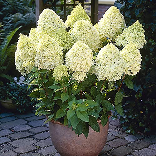 Hydrangea 'Limelight' in a 17cm Po