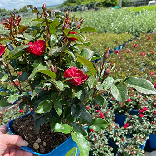 Tamaño enano 'Zepeti'® (Meibenbino), rojo, maceta de 3 litros.