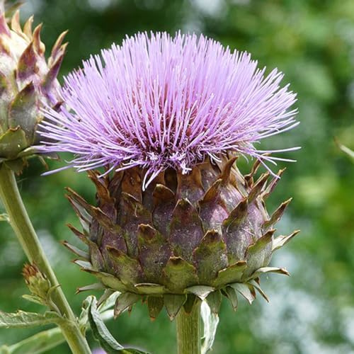 6 x Artischocke - Cynara Scolymus Topf 9x9cm: Zarte, essbare Blütenköpfe, vielseitig verwendbar in der Küche, robust und pflegeleicht.