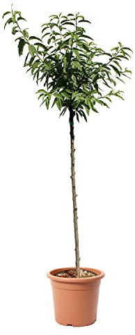 KENTIS - Mandelbaum - Prunus Dulcis - Echte Freilandpflanzen - Obstpflanze - Kulturtopf Ø 28 cm