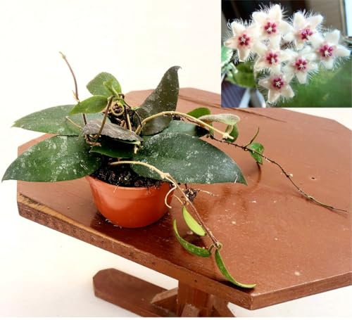 POWERS TO FLOWERS - HOYA CAUDATA, VASO 12 CM, pianta vera