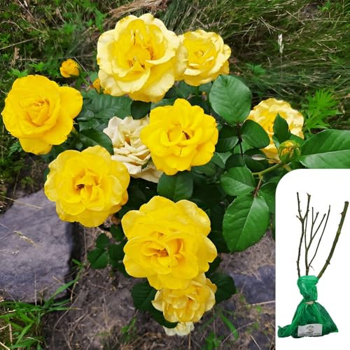 1 x Rosa Arthur Bell Floribunda Rose - RHS Award-Winning Golden Yellow Blooms - Ideal for Borders, Garden and Patio – Fragrant, Repeat Flowering -When Only The Best Will Do - Top Grade “A” Roses