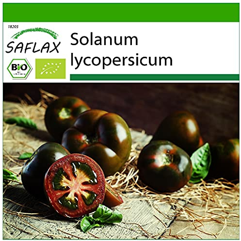 SAFLAX - BIO - Tomate - Black Cherry - 10 Samen - Solanum lycopersicum