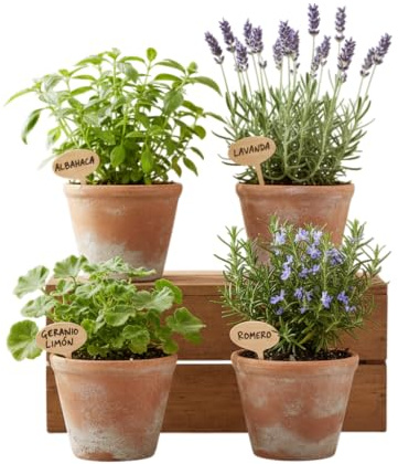 Pack Jardín Aromático Antiinsectos de 4 Plantas DECOALIVE – Geranio Citronela, Albahaca Estrecha, Romero y Lavanda