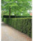 Gemeine Heimische Eibe Taxus baccata 30-40 cm. 25 Pflanzen. Sichtschutz Hecke