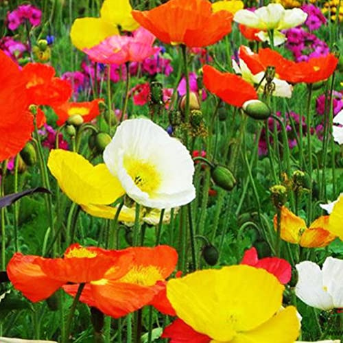 Haloppe 500 Pz Papaver Rhoeas Fiori Piante Semi per la Piantagione del Giardino di Casa, Papaver Rhoeas Semi Annuali Bonsai Giardino Semi di Fiori Semi Di Papavero Mais