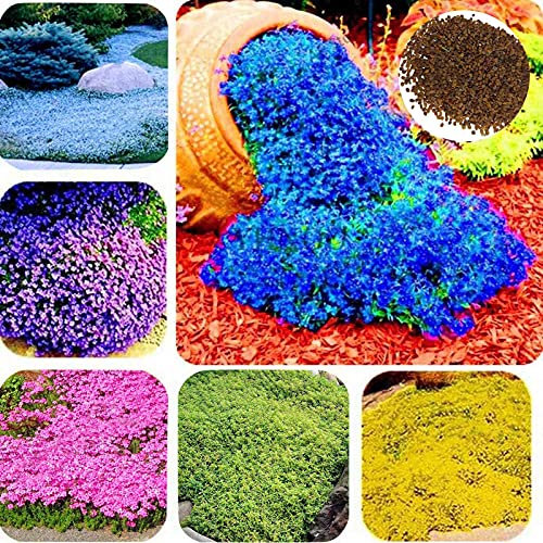 10000000000Pcs Dog, Ground Cover, Carpet, Dog Flowering, Garden Plant Decor, Rock Cress Seeds (Yellow)