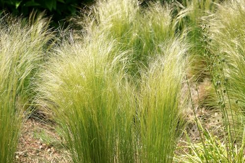 Silberährengras – Stipa tenuissima – Mexikanisches Federgras – 25 Samen | Zartes Ziergras mit silbrigem Schwung | Mehrjährig | Bedingt winterhart