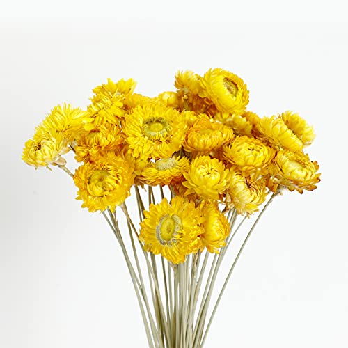 MIHUAGE Dried Yellow Daisy Flower Bouquet With Wheat Straw 40PCS 100% Natural Chrysanthemum Dry Flower for Vase Home décor Party DIY Floral Arrangement.