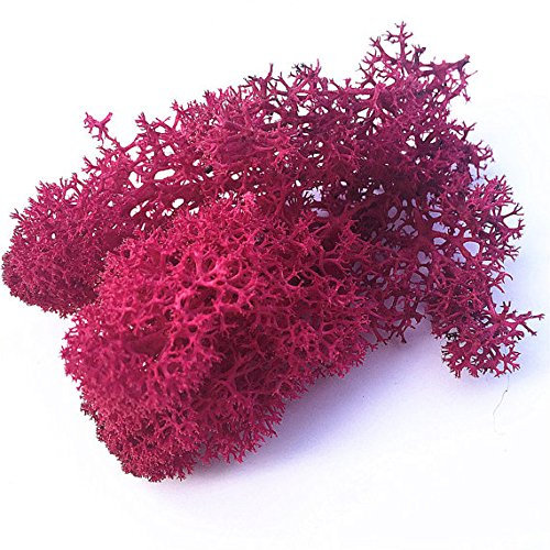 Biotope Aquatics Ltd Preserved Natural Reindeer Moss for Tillandsia Airplant Flower Arranging House Decoration Air Plant Craft Accessory (Fuchsia Hot Pink)