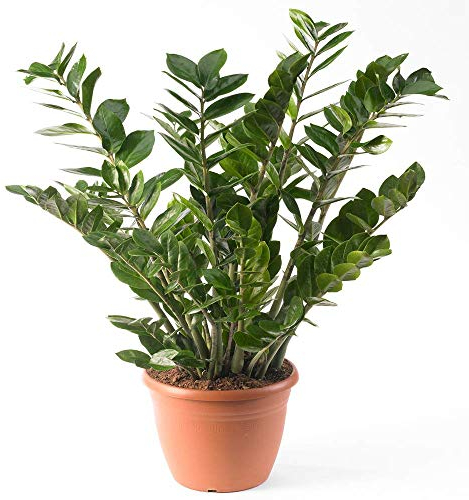Planta para el Hogar Zamioculca Zamiifolia - Planta para Interiores Premium en Maceta de 13cm