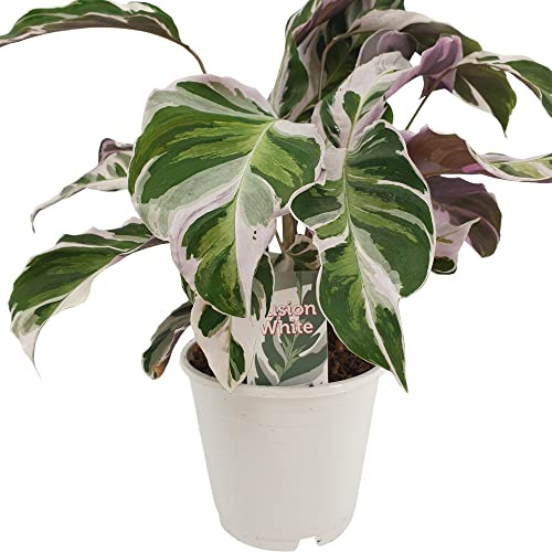 Calathea Fusion White 40-60 cm – Korbmarante Zimmerpflanze mit stilvoller Weiß-Grün-Variegierung, pflegeleichter Blattschmuck für Wohnung & Büro, dekorative Gebetspflanze, luftreinigend