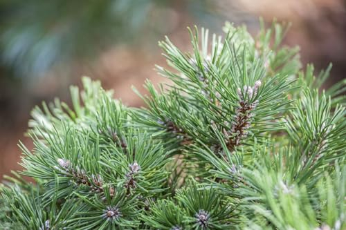 Bergkiefer 50-60 cm Topf Pinus uncinata winterhart immergrün Windschutz