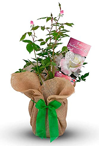 Rose Bush 'Fantastic at 60' - Birthday Gift Wrapped with Huge Bow - Perfect for Loved Ones