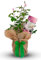 Rose Bush 'Fantastic at 60' - Birthday Gift Wrapped with Huge Bow - Perfect for Loved Ones