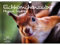 Eichhörnchenzauber DIN A3 - Immerwährender Kalender Eichhörnchen - Seelenzauber