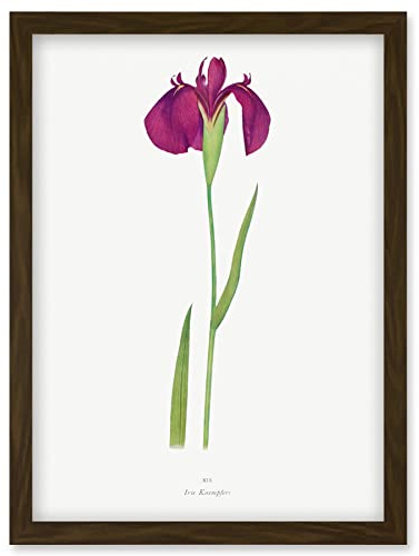 Wee Blue Coo Japanese Water Iris Flower Floral Stem Illustration on White Artwork Framed Wall Art Print A4