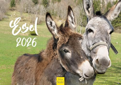 Edition Seidel Premium Kalender Esel 2026 Format DIN A3 Wandkalender Eselkalender Hausesel Stute Hengst Fohlen Säugetier Bauernhof