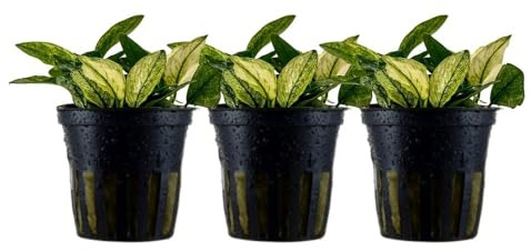 AquaOne Aquarium Pflanze 3 Stück Anubias nana 'Pinto' Wasserpflanze | Aquariumpflanze Stängelpflanze voll durchwurzelt einfach pflegeleicht Aquascaping Dekoration