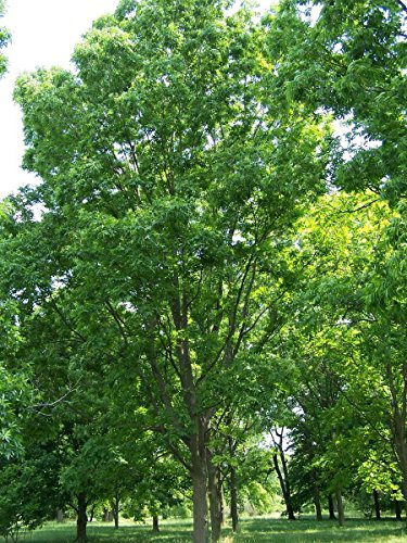 Pekannussbaum (Carya illinoinensis) 3 Große Samen