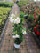 Mandevilla weiß 30-40 cm – Dipladenia – Blühende Kletterpflanze für Balkon & Terrasse – Exotische Sommerblume im 10 cm Topf