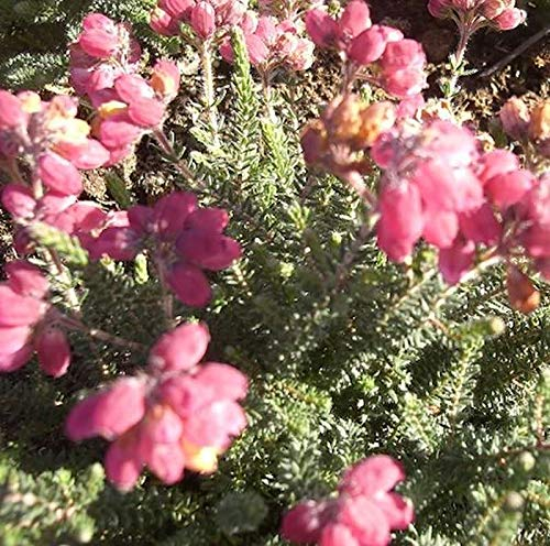 10x Glockenheide Samtpfötchen - Erica tetralix - Gartenpflanze